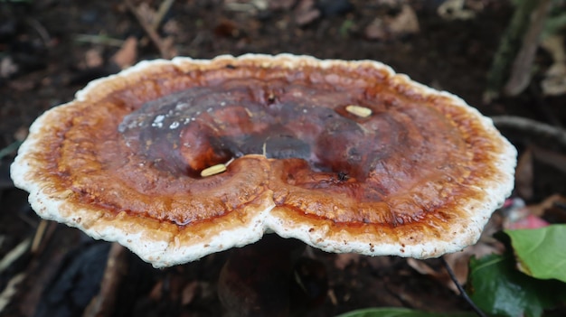 Ganoderma fungus that thrives on weathered trees in the rainy season