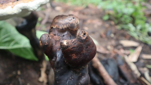 Ganoderma fungus that thrives on weathered trees in the rainy season