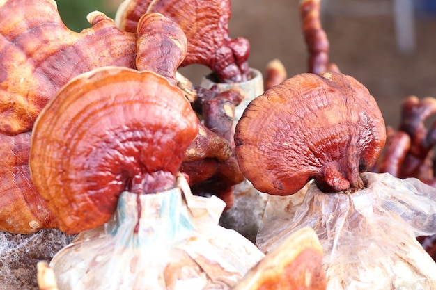 Ganoderma lucidum in fattoria