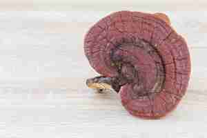 Photo ganoderma lucidum mushroom on wood background