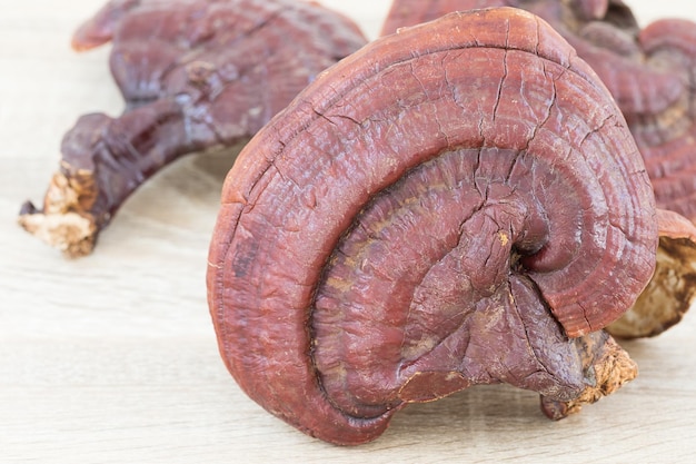 Photo ganoderma lucidum mushroom on wood