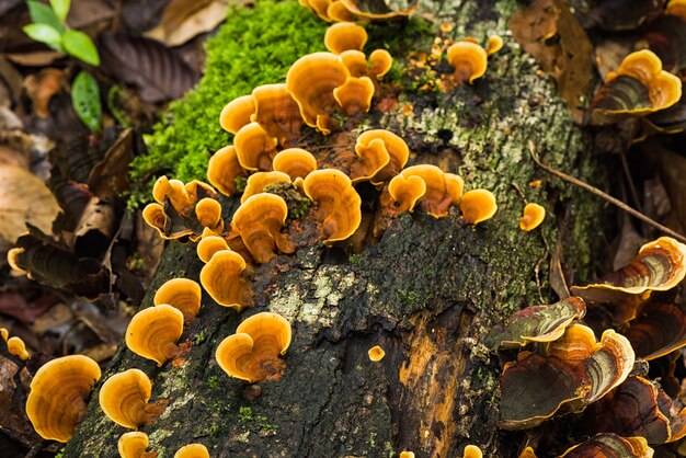 Photo ganoderma mushroom on driftwood in nature