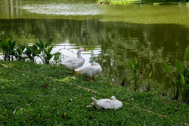 Foto gans die in het park loopt