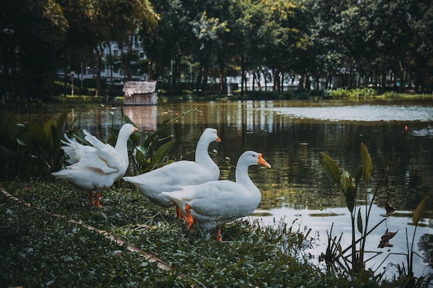 Foto gans die in het park loopt