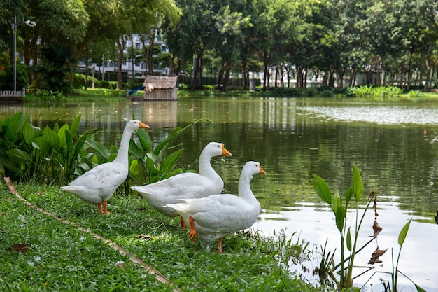 Foto gans die in het park loopt