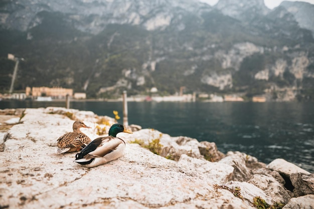 Gans en eenden op het Garde-meer bij Como, Italië