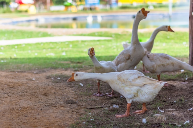 Gans in de dierentuin