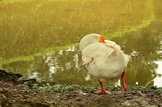 gans in de vijver