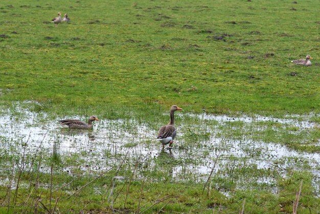 Gans in een plas en groen gras.