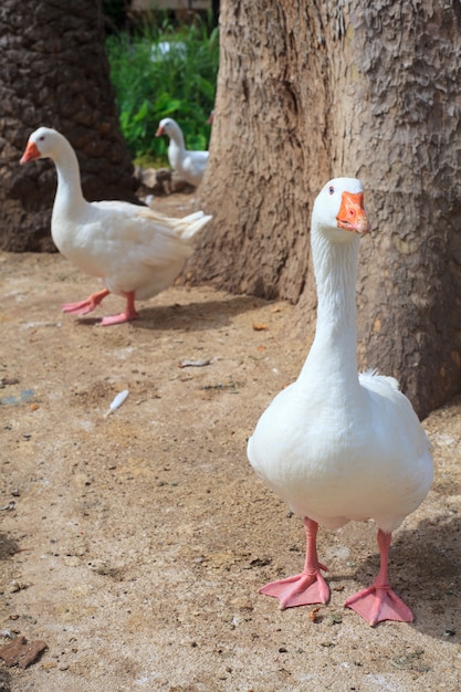 Gans in het Margherita-park, de kust van Trapani