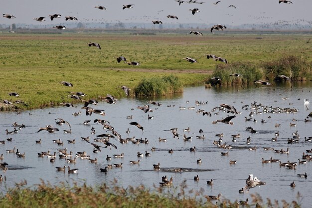 Gans in het meer per veld