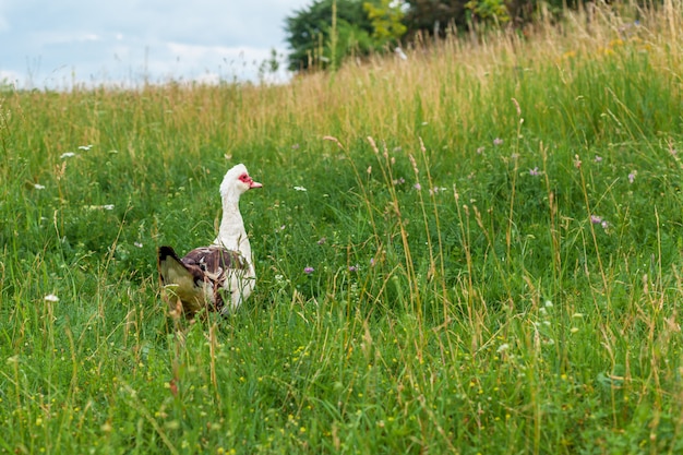 Gans op een groene weide in het dorp.