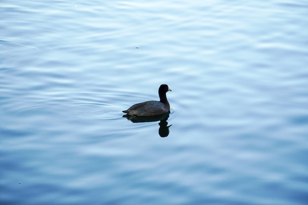 Gans op een meer Bird Grey lag Goose