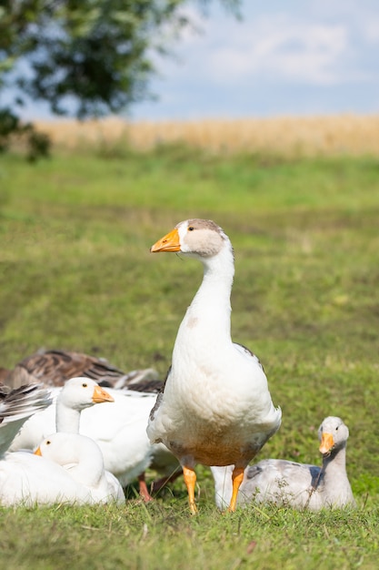 Gans op gras