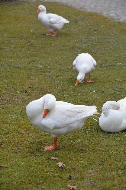 Foto gans op het grasveld