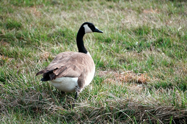 Foto gans op het grasveld