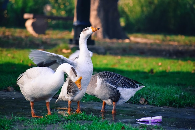 Gans op het veld