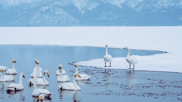 Gans Uitzicht Op Het Meer In De Winter