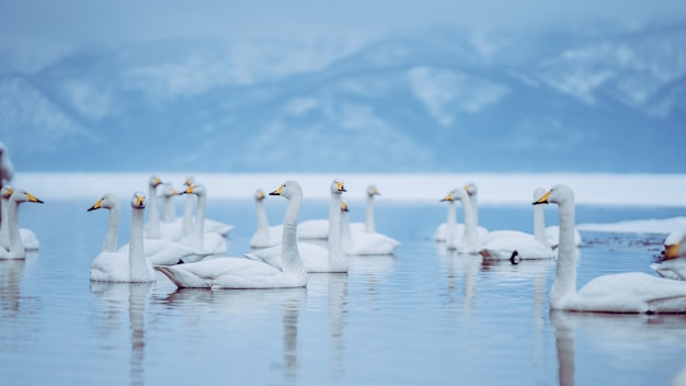 Gans Uitzicht Op Het Meer In De Winter