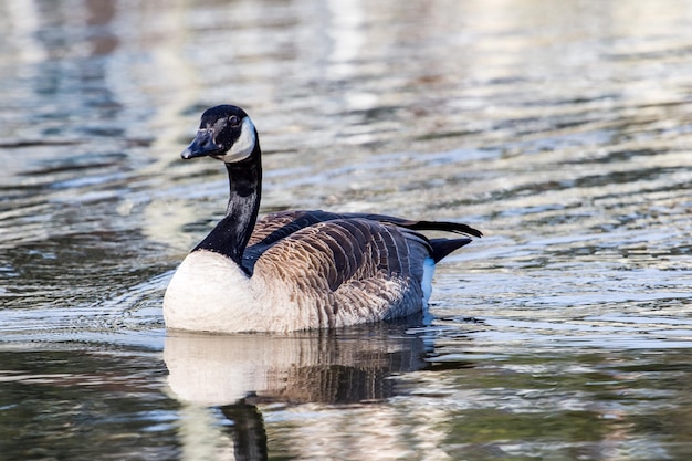 Gans zwemt op het meer