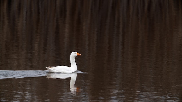 Gans zwemt op het meer