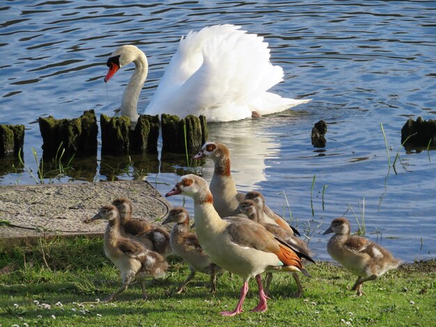 Foto gansjes en een zwaan.