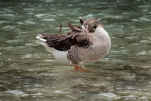 Photo ganso visto de perfil con las alas extendidas