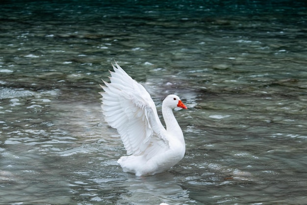 Photo ganso visto de perfil con las alas extendidas