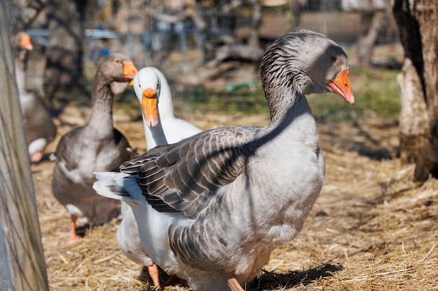 Ganzen bij de vijver op een ecofarm