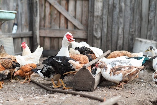 Ganzen en kippen eten op de boerderij