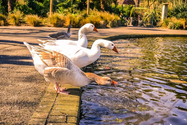 Ganzen en zwanen op een vijver in een park