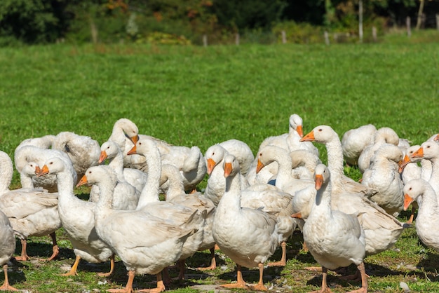 Ganzen gaggle grazen op groen gras op de boerderij