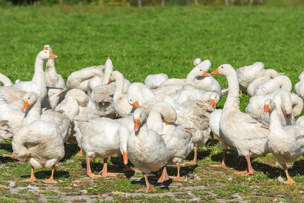 Ganzen gaggle grazen op groen gras op de boerderij