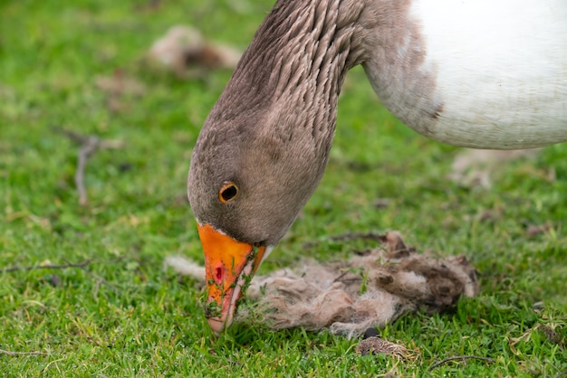 Ganzen grazen op een groene weide