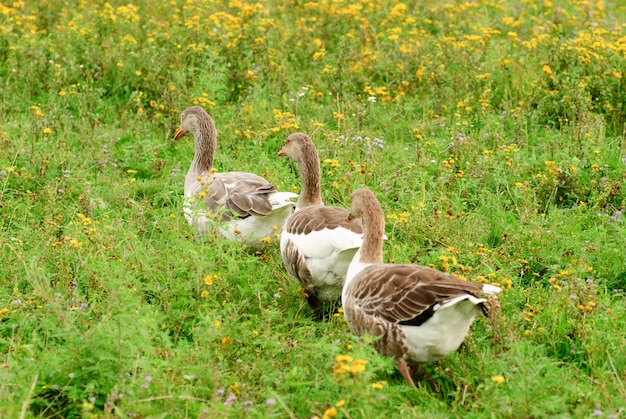 Ganzen grazen op het gras, landbouw