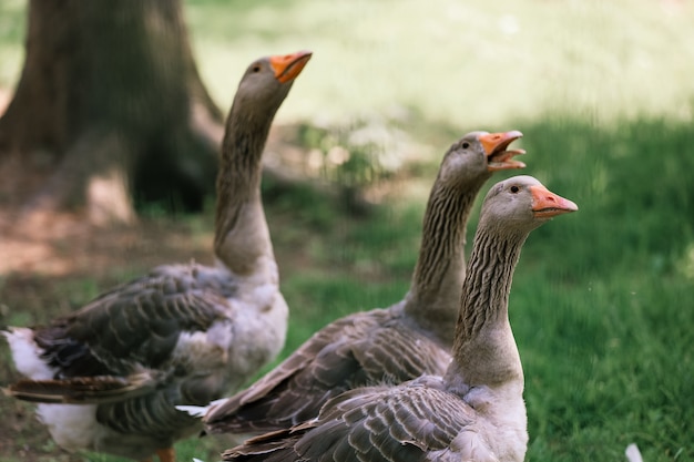 Ganzen lopen op een zomerdag over het grondgebied van een veehouderij