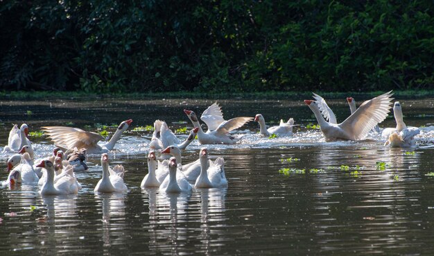 Ganzen mooie ganzen die pronken op een meer in een klein stadje in Brazilië, natuurlijke lichtselectieve focus