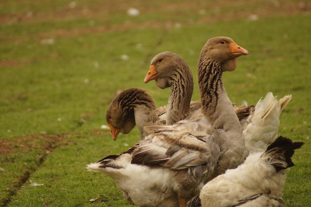 ganzen op het gras