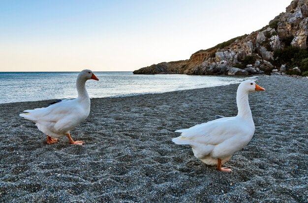 Ganzen op het strand