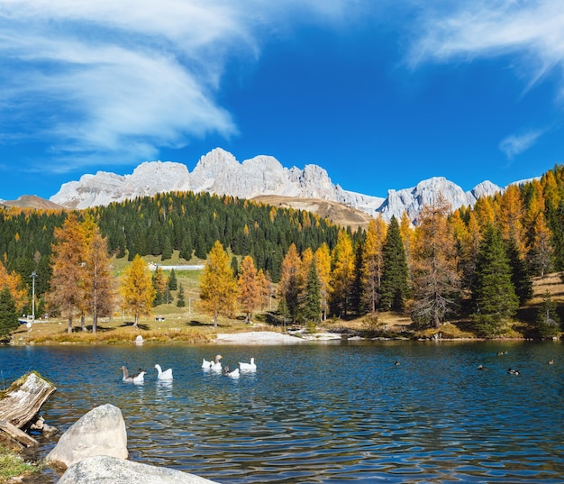 Ganzen troep op de herfst alpine bergvijver niet ver van San Pellegrino Pass Trentino Dolomieten Alpen Italië