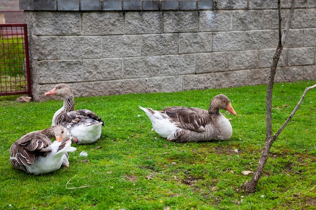 Ganzen wandelen in de parkgans