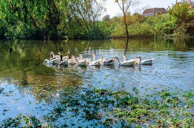 Ganzen zwemmen in de rivier Rustig tafereel met watervogels Veel ganzen in de vijver