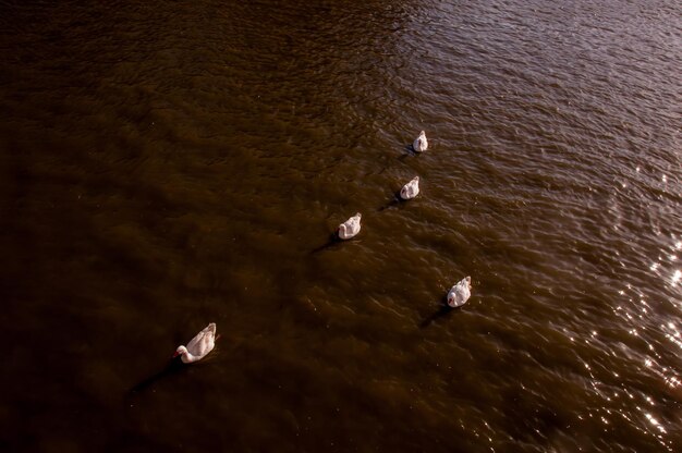 Ganzen zwemmen in het meer in El Rosedal Park in Buenos Aires, Argentinië