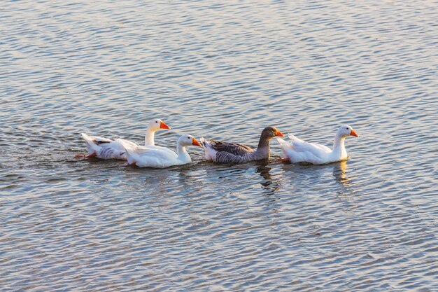 Ganzen zwemmen langs de rivier. Watervogels pluimvee_