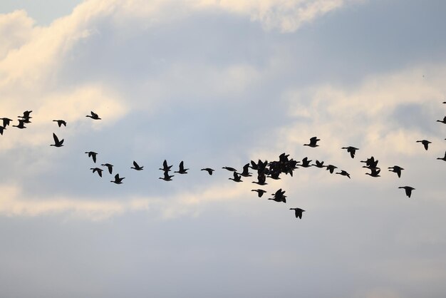 ganzen zwermen tegen de lucht vrijheid vogels in het wild