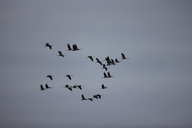 ganzen zwermen tegen de lucht vrijheid vogels in het wild