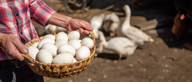 Ganzeneieren in de handen van een man