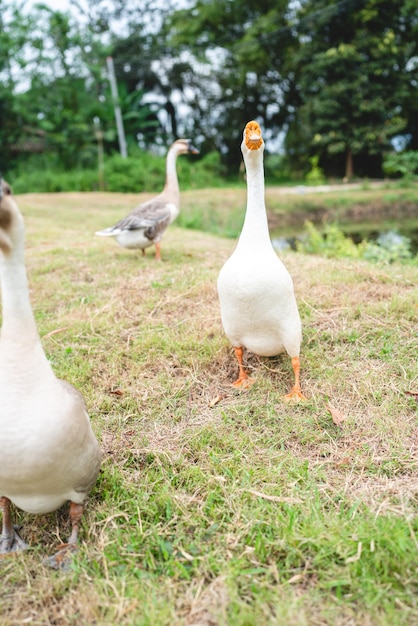 Ganzenfokkerij, dieren in de natuurboerderij, witte ganzenvogel of grote eend met veer