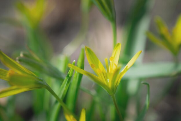 Ganzenui geel lente gele bloemen in de wei