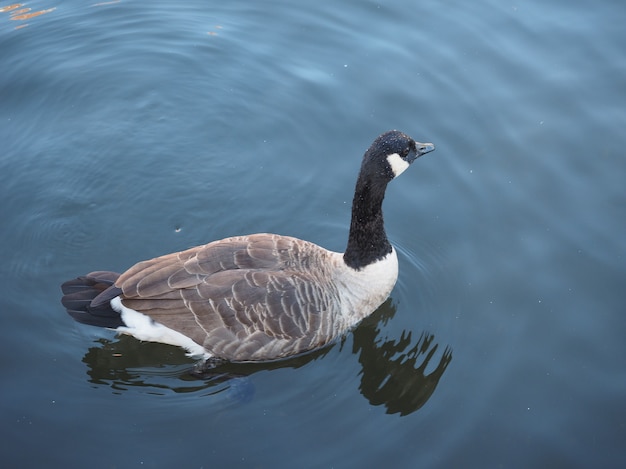 Ganzenvogel in een vijver